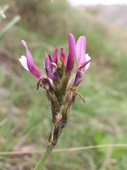 Astragalus angustissimus