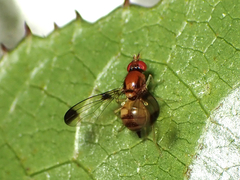 Maorina bimacula