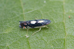 Diedrocephala variegata