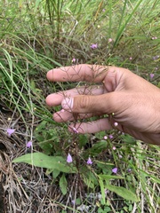 Agalinis tenuifolia