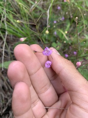 Agalinis tenuifolia