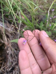 Agalinis tenuifolia