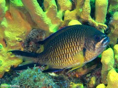 Chromis limbata
