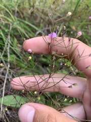Agalinis tenuifolia