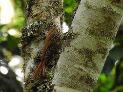 Lepidocolaptes falcinellus