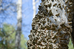 Celtis laevigata laevigata