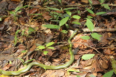 Chironius bicarinatus