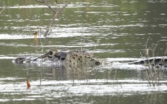 Melanosuchus niger