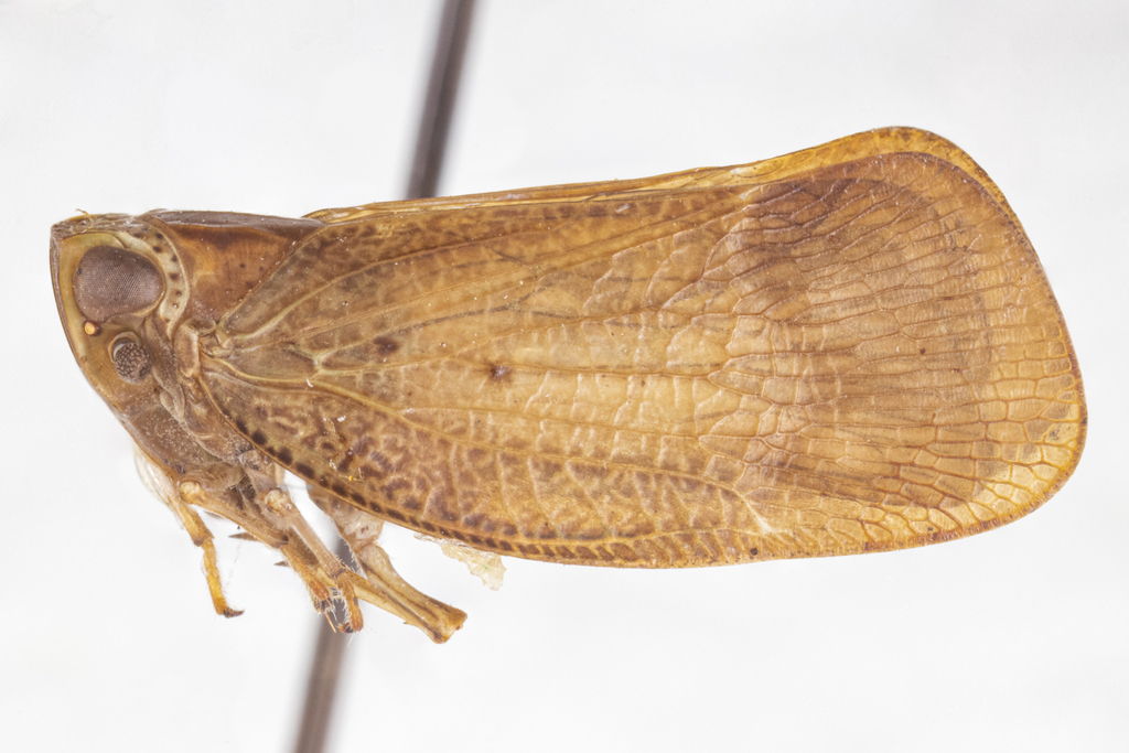 Bladina mimica
