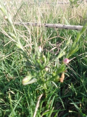Agalinis communis