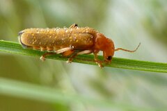 Cantharis cryptica