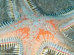 Astropecten aranciacus