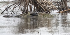 Melanosuchus niger