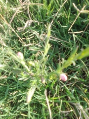 Agalinis communis
