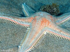 Astropecten aranciacus