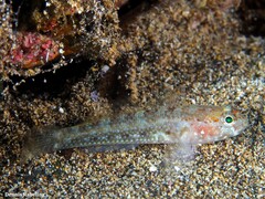 Vanneaugobius canariensis