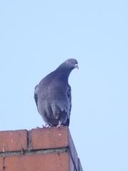 Columba livia domestica
