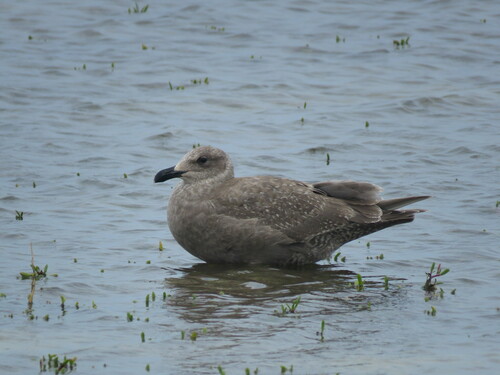 Larus glaucescens observed 2022-12-16