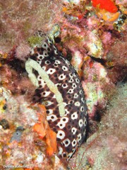 Holothuria sanctori