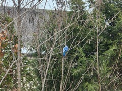 Cyanocitta cristata
