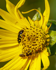 Acmaeodera pulchella