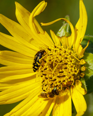 Acmaeodera pulchella