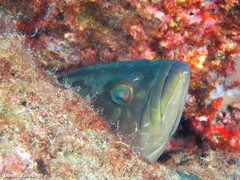 Epinephelus costae
