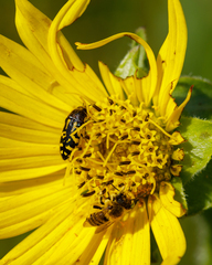 Acmaeodera pulchella