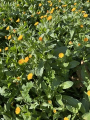 Calendula arvensis