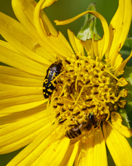 Acmaeodera pulchella