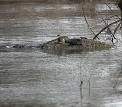 Melanosuchus niger