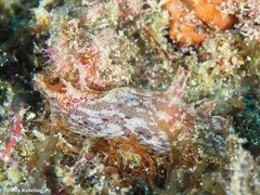 Aplysia depilans