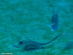 Dasyatis pastinaca