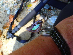 Polyura hebe