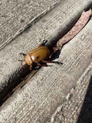 Anoplognathus montanus