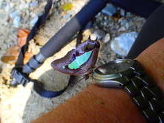 Polyura hebe
