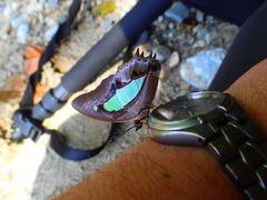 Polyura hebe