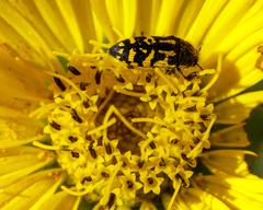 Acmaeodera pulchella