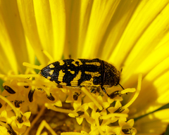 Acmaeodera pulchella