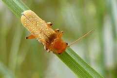 Cantharis cryptica