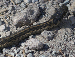 Thamnophis couchii