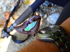 Polyura hebe