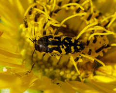 Acmaeodera pulchella