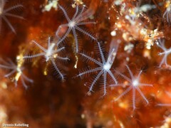 Canarya canariensis