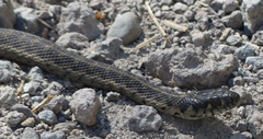 Thamnophis couchii