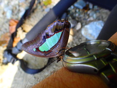 Polyura hebe