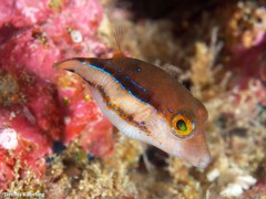 Canthigaster capistrata