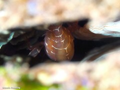 Pontonia pinnophylax