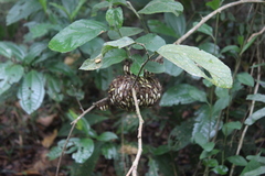 Apoica pallens