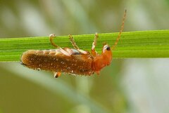 Cantharis cryptica